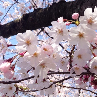 桜.jpg